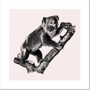 Vintage koala, animal clipart, Posters and Art